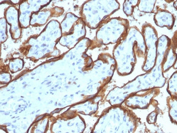 IHC testing of FFPE human placenta with EGFR antibody (clone SPM341). Required HIER: boiling tissue