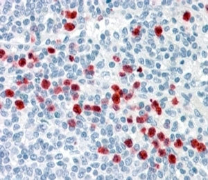 GCC2 Antibody