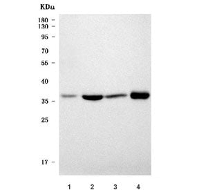 Western blot testing of 1) rat eye, 2) rat kidney, 3) mouse eye and 4) mouse kidney tissue lysate wi