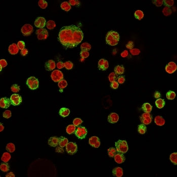 Immunofluorescent staining of human Raji cells with CD74 antibody (clone LN-2, green) and Reddot nuc