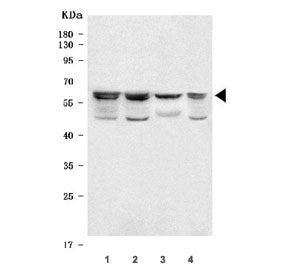 Western blot testing of 1) human 293T, 2) human K562, 3) human MCF7 and 4) monkey COS-7 cell lysate