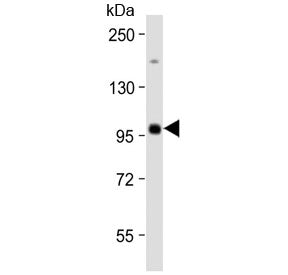 MAP4K1 Antibody