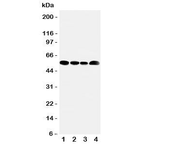 MCT5 Antibody