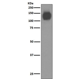 CD31 Antibody / PECAM-1