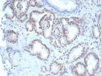 FLI1 Antibody
