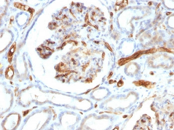 IHC testing of FFPE human kidney tissue with Adiponectin antibody (clone ADPN/1370). Required HIER:
