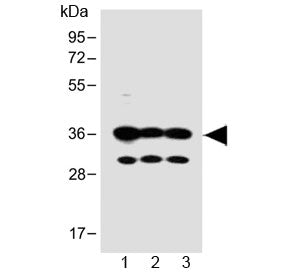 OR5V1 Antibody (C-Terminal Region)