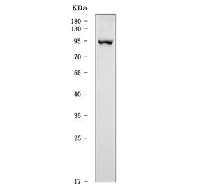 SATB2 Antibody / Special AT-rich sequence-binding protein 2