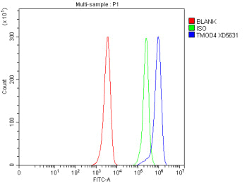 Flow Cytometry analysis of HEL cells using anti-TMOD4 antibody. Overlay histogram showing HEL cells