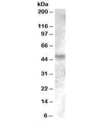 ESRRG Antibody