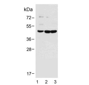 Western blot testing of 1) human brain, 2) mouse brain and 3) rat brain with DUSP6 antibody. Predict