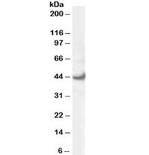 ERK1 Antibody