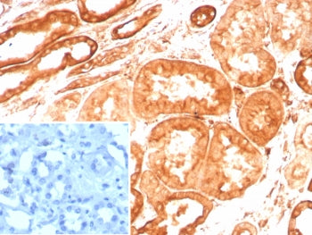 IHC staining of FFPE human kidney tissue with Vinculin antibody (clone VCL/8533R) at 2ug/ml. Inset: