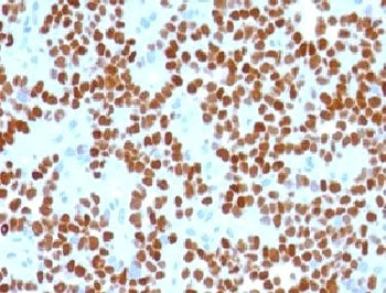 NKX2.2 Antibody