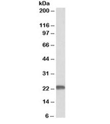 MNSOD Antibody