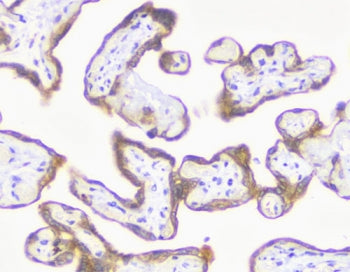 MMP3 Antibody / Matrix Metalloproteinase 3