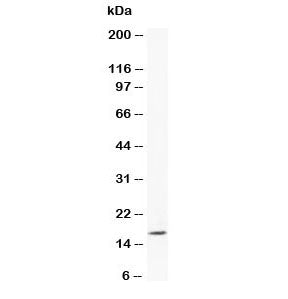 Myoglobin Antibody
