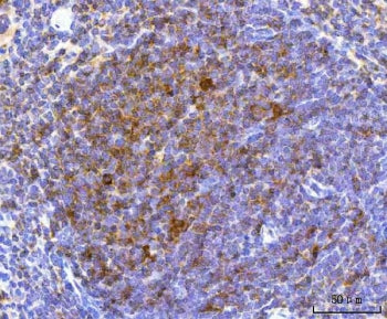 IHC staining of FFPE mouse spleen tissue with NCR1 antibody. HIER: boil tissue sections in pH8 EDTA