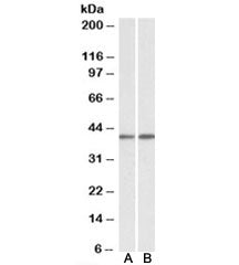 GNAQ Antibody