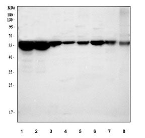 LMAN1 Antibody