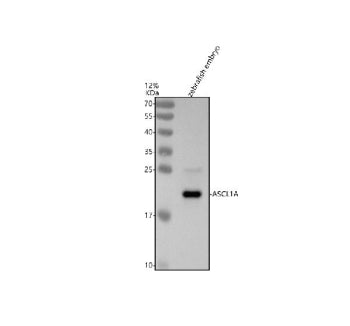 Western blot analysis of Ascl1a protein using Zebrafish Ascl1a antibody and zebrafish embryo tissue