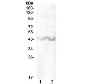 Chi3l1 Antibody / Chitinase-3-like protein 1