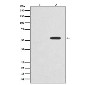 Phospho-c-Myc Antibody (pT58)