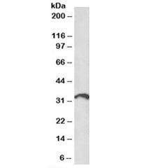 ICOS ligand Antibody
