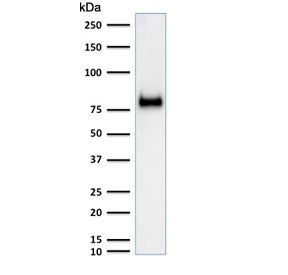 CD44 Antibody / HCAM