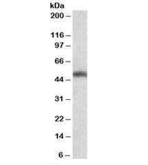 SEC61 Antibody