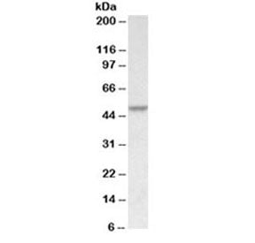 PDCD4 Antibody
