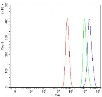Flow cytometry testing of fixed and permeabilized human U-87 MG cells with PHTF1 antibody at 1ug/mil