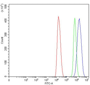 METTL3 Antibody / M6A