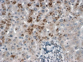 USP15 Antibody