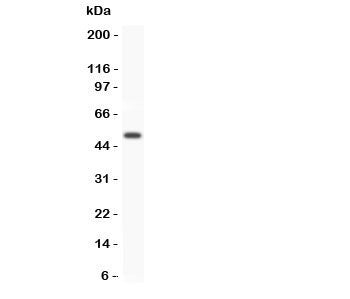 GFRA1 Antibody