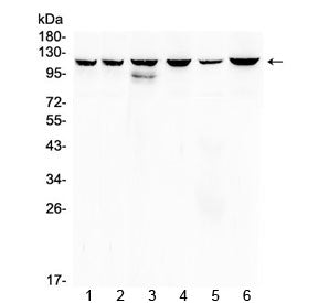 Western blot testing of 1) rat liver, 2) rat kidney, 3) mouse spleen, 4) mouse thymus, 5) human MCF7