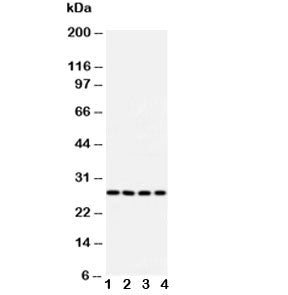 Bcl10 Antibody
