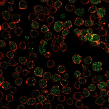 Thymidylate Synthase Antibody