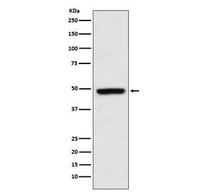MEIS1 Antibody