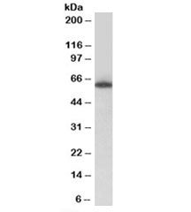 TH1L Antibody