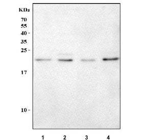 Western blot testing of 1) human U-87 MG, 2) human HEL, 3) rat L6 and 4) mouse C2C12 cell lysate wit