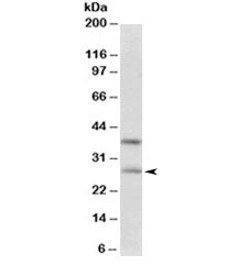 FGF23 Antibody
