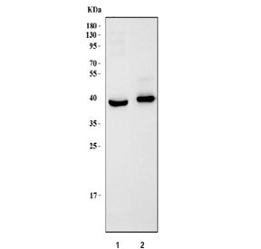 Western blot testing of 1) rat brain and 2) mouse brain tissue lysate with SH3GL2 antibody. Predicte