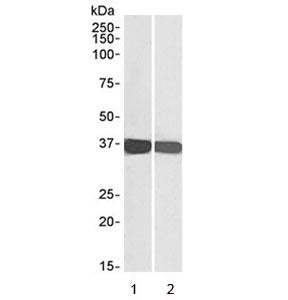 GAPDH Loading Control Antibody