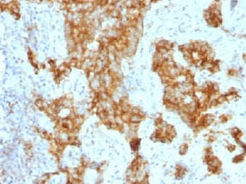 CD11c Antibody / ITGAX