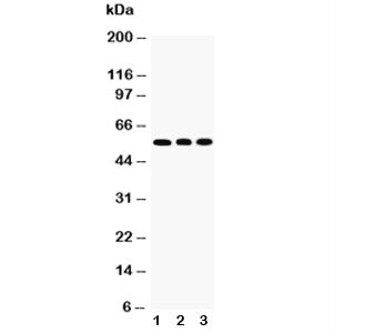KLF4 Antibody