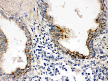 PTP4A2 Antibody
