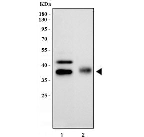 Podoplanin Antibody / gp36