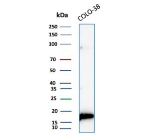 MART-1 / Melan-A Antibody