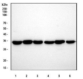 GAPDH Antibody